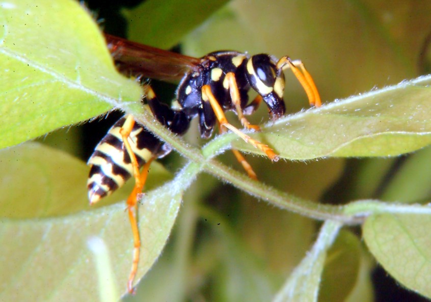 Polistes gioca a rimpiattino